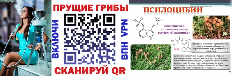 Псилоцибиновые грибы Psilocybe Хабаровск